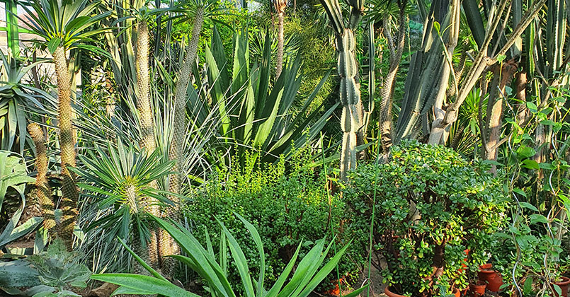 conservare ex-situ prin colecții vii